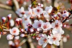 Navruz