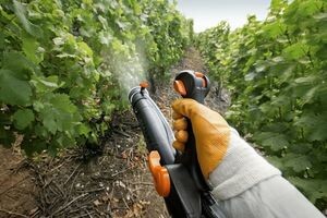 ООО «Инвест Актив» с 20 по 25 мая 2024 года будет проводить профилактическую обработку насаждений винограда