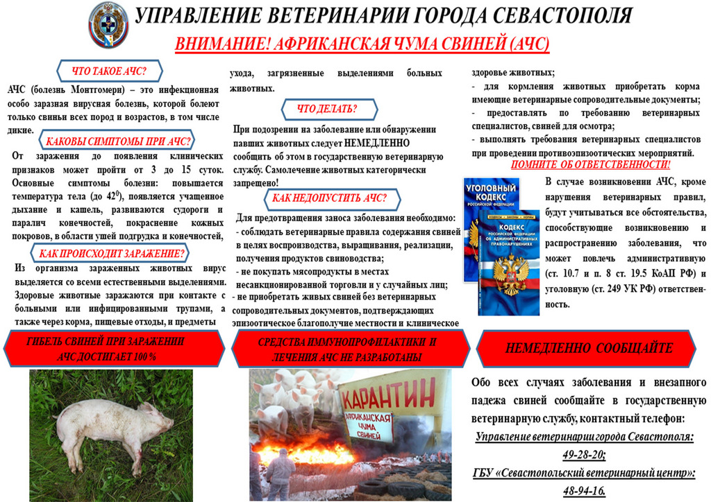 achs web 01