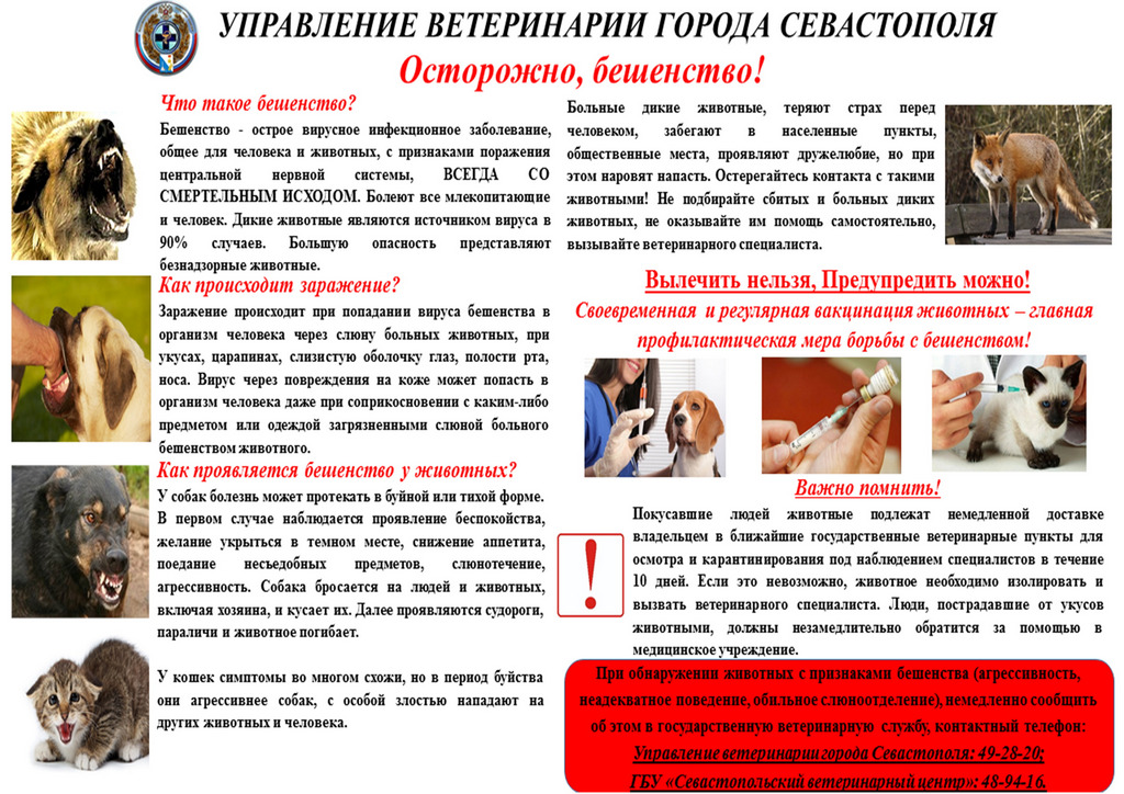 beshenstvo web 02