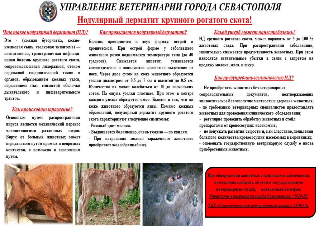 dermatit web 03