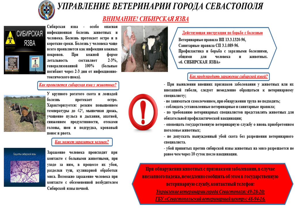yazva web 05