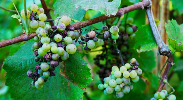 bakterial'noe uvyadanie vinograda 01