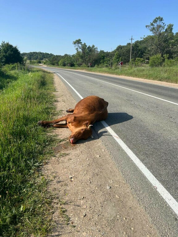 dtp-s-korovoj-v-rezultate-beskontrolnogo-vypasa-krupnogo-rogatogo-skota