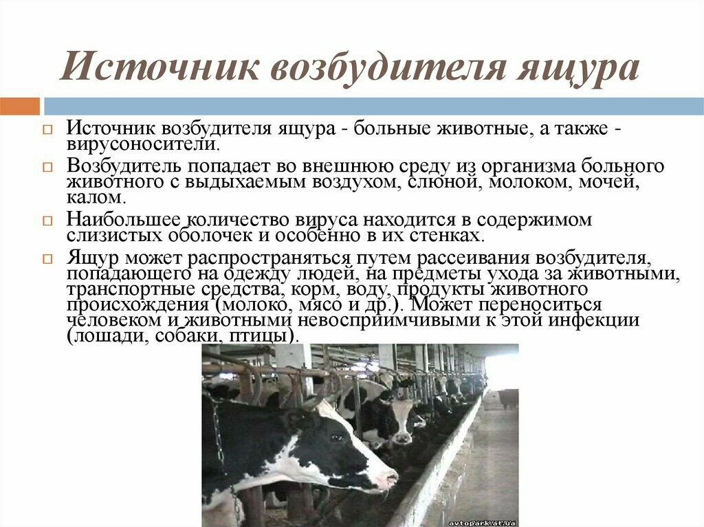 profilaktika-yashchura-zhivotnykh